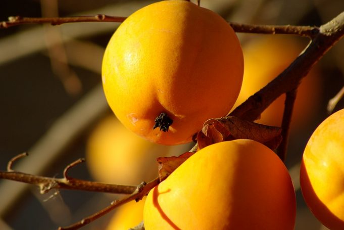 persimmon