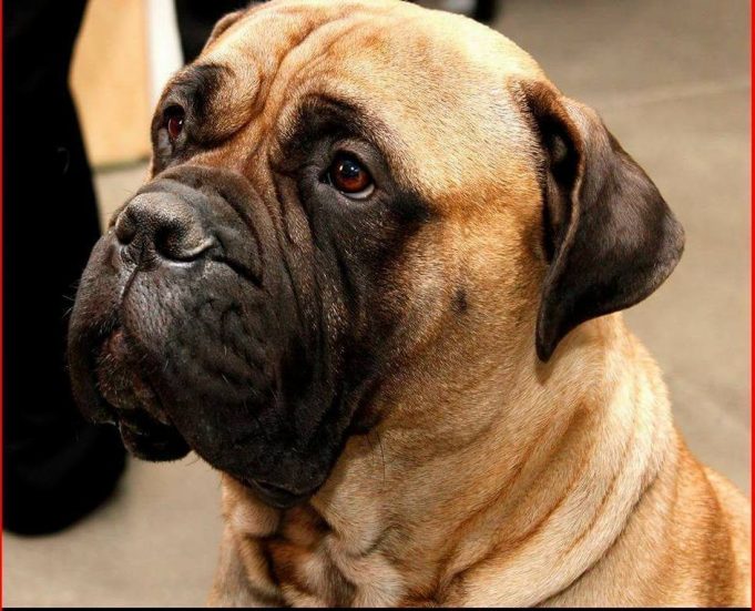 Le chien de cet animateur québécois populaire aurait été battu à mort… chien-andre-artur