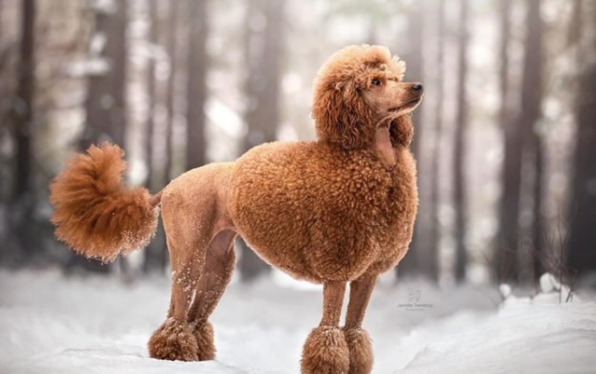 chien nathalie simard deces
