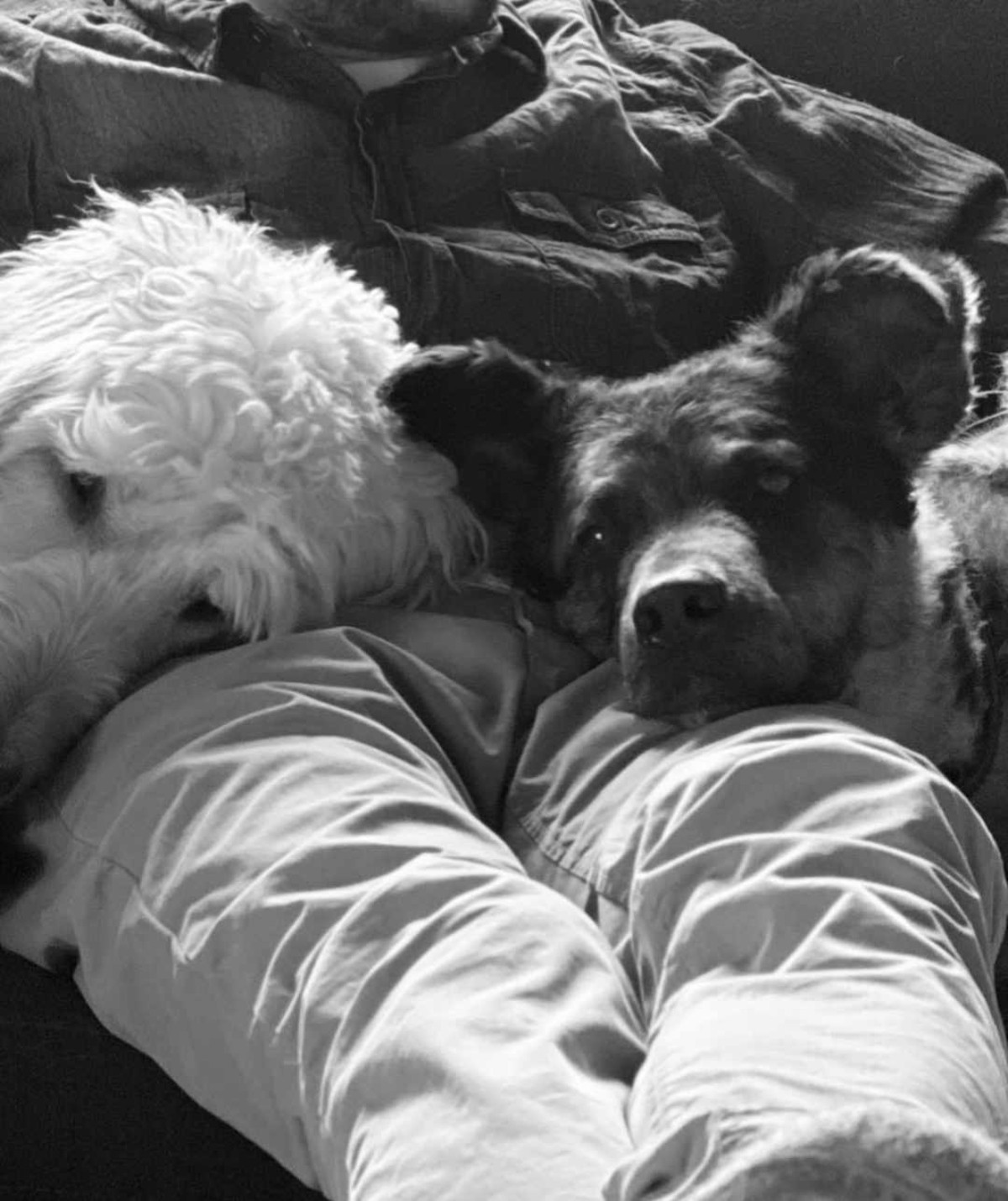 Chien Deces Animatrice Melanie Maynard