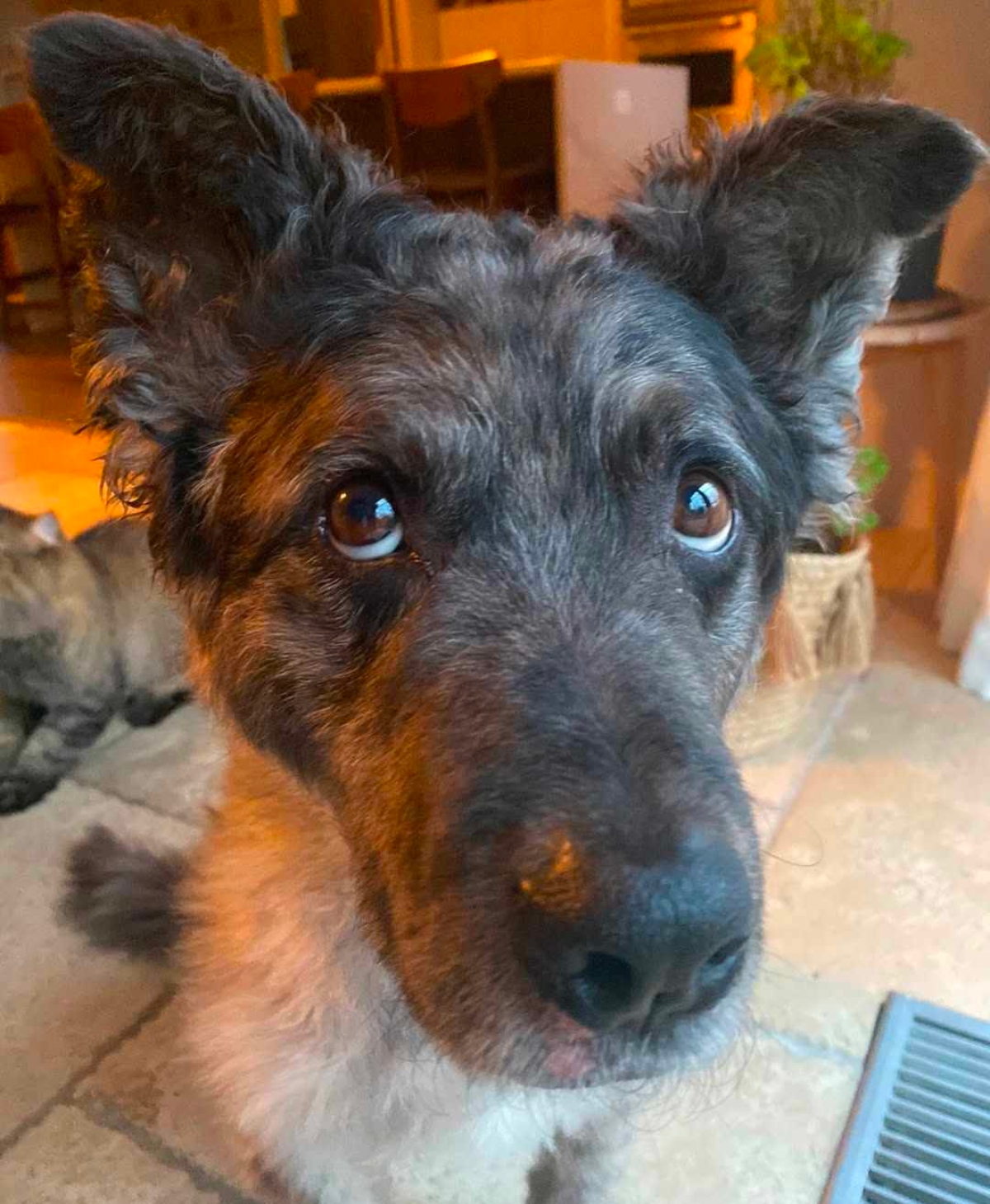 Chien Deuil Melanie Maynard
