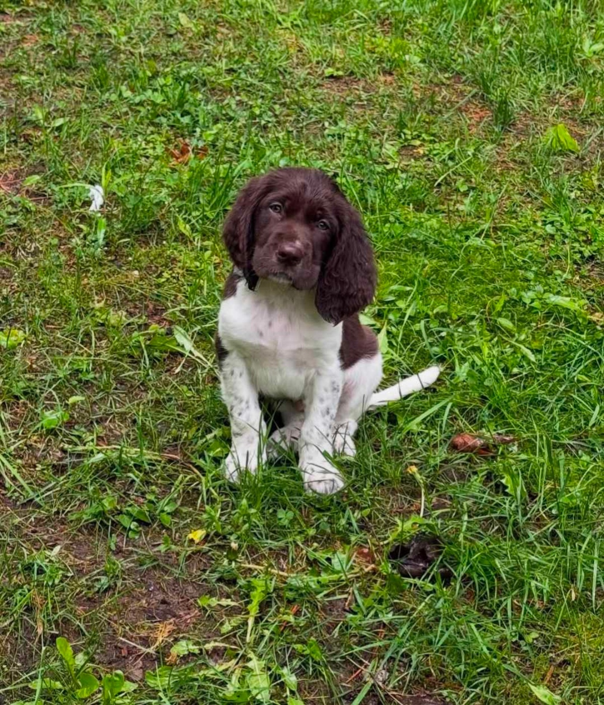 Eric Paulhus Indefendable Chien Jean-Charles
