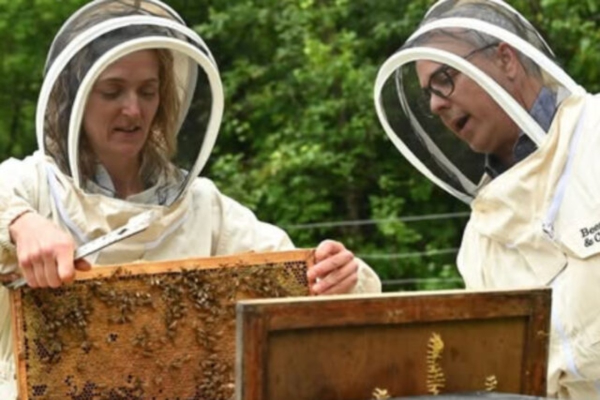 gino chouinard abeilles 2025 