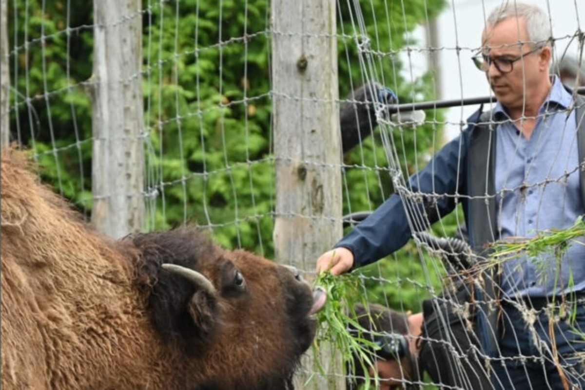 gino chouinard bison 2025 
